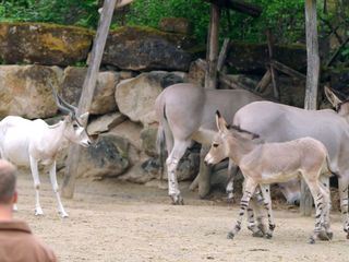 Seeloewe & Co. - tierisch beliebt