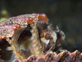 Alien Abyss - Ausserirdische Tiefe