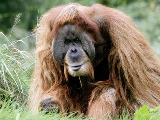 Elefant, Tiger & Co.