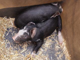 Die Yukon-Tieraerztin