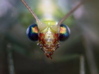 Naturwunder Gemuesegarten