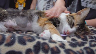 Tierarzt Dr. Jeff - Der Rocky Mountain Doc