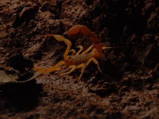 Die gefaehrlichsten Raubtiere der Welt