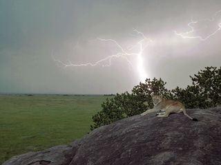 Serengeti - Wilde Geschichten aus der Savanne
