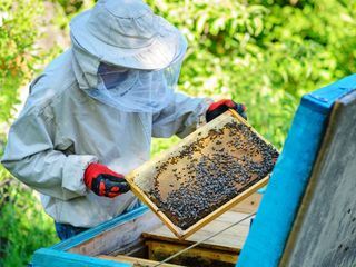 Kitzbueheler Almleben