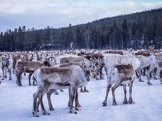 Europa: Die Wildnis kehrt zurueck