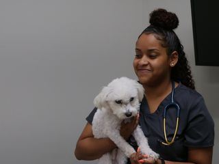 Die Tieraerzte von Houston