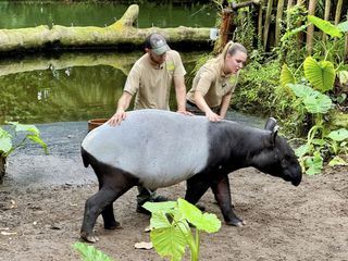 Elefant, Tiger & Co. - Spezial