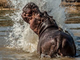 Die Riesen an Afrikas Fluessen