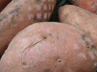 Exotische Pilze und suesse Kartoffeln - ein extravagantes Menue!