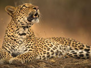 Olimba - Koenigin der Leoparden