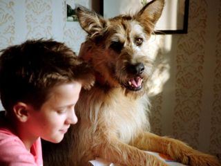 Racko - Ein Hund fuer alle Faelle