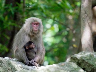 Wildes Japan - Land der tausend Inseln