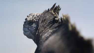 Jorden runt med Attenborough