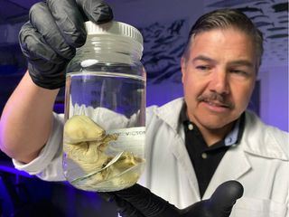 Rueckkehr der Mammuts? Die Wiederbelebung ausgestorbener Arten