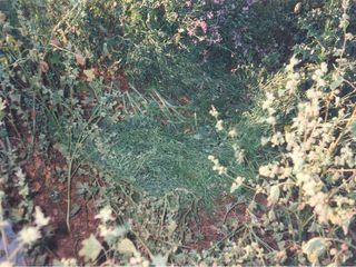 Bloodline Detectives - Die DNA der Taeter