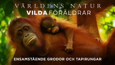 Vaerldens natur: Vilda foeraeldrar