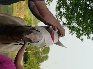 Heartland Docs - Die Tierarzt-Familie