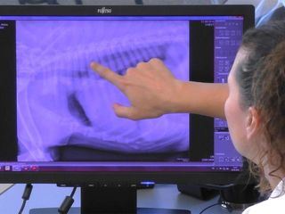 Hautnah: Die Tierklinik