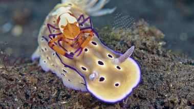 Korallrevens foertrollade vaerld Korallrevens foertrollade vaerld