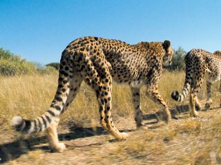 Das Waisenhaus fuer wilde Tiere