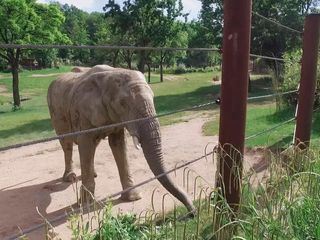 Giraffe, Erdmaennchen & Co.