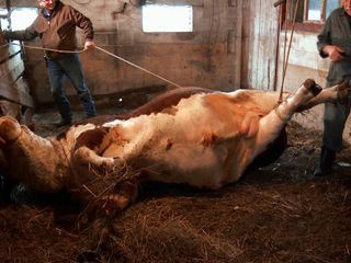 Der unglaubliche Dr. Pol