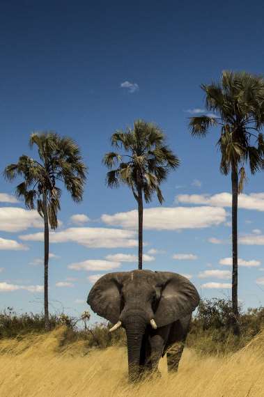 Okavango - droemmarnas flod
