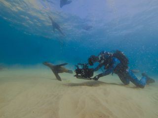 Haie hautnah mit Bertie Gregory