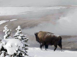 Yellowstone Nationalpark