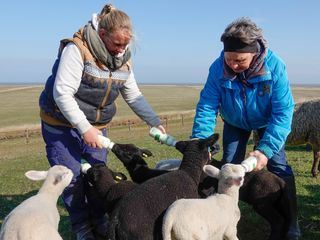 Ostern auf der Hallig
