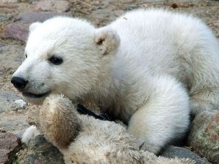 Panda, Gorilla & Co.