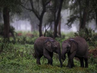 Gorongosa: Ein Paradies kehrt zurueck