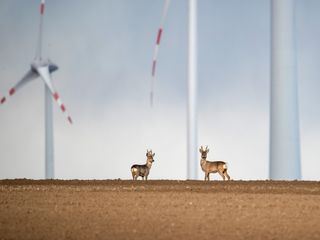 Wildnis 2.0 - Die Tierwelt auf Umwegen