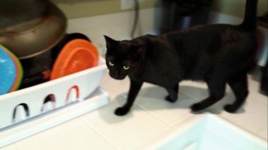 Der Katzenfluesterer Der Katzenfluesterer