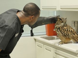 Die Tieraerzte von Houston