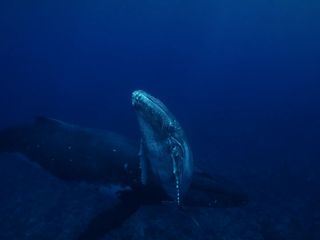 Tuamotu - Oase im Pazifik