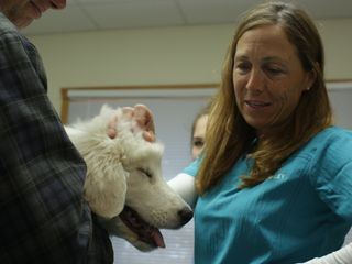 Die Yukon-Tieraerztin Die Yukon-Tieraerztin