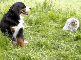 Loewenzaehnchen - Eine Schnueffelnase auf Entdeckungstour