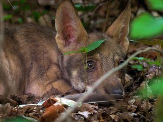 Abruzzen: Begegnung mit dem Wolf