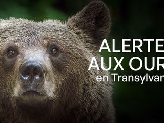 Baerenalarm in Transsilvanien