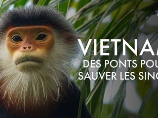 Vietnam - Bruecken bauen fuer bedrohte Affen