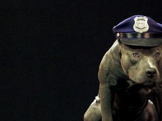 Hund und Mensch