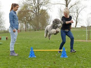 Anna und die Haustiere