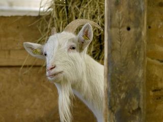 Die Sprache der Tiere