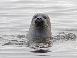 Wilder Rhein - Der beruehmte Unbekannte