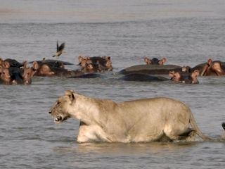 Kaempfer und Koenige - Afrikas Flusspferde