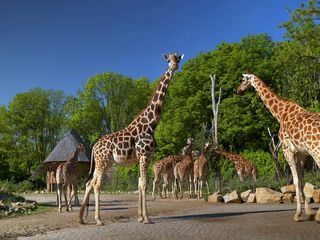Die 30 schoensten Geschichten aus dem Berliner Tierpark