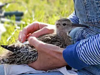 Hoffnung fuer den Brachvogel