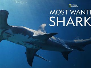 Die beruehmtesten Haie der Welt